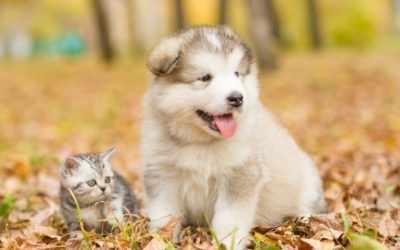 Free Trial Of Trupanion Pet Insurance