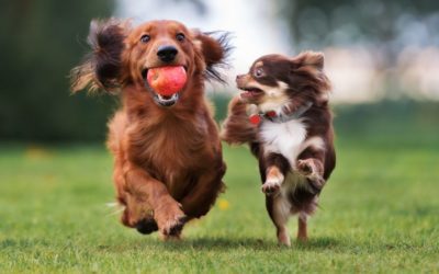 Wash Your Pet’s Dishes After Every Single Use, Seriously