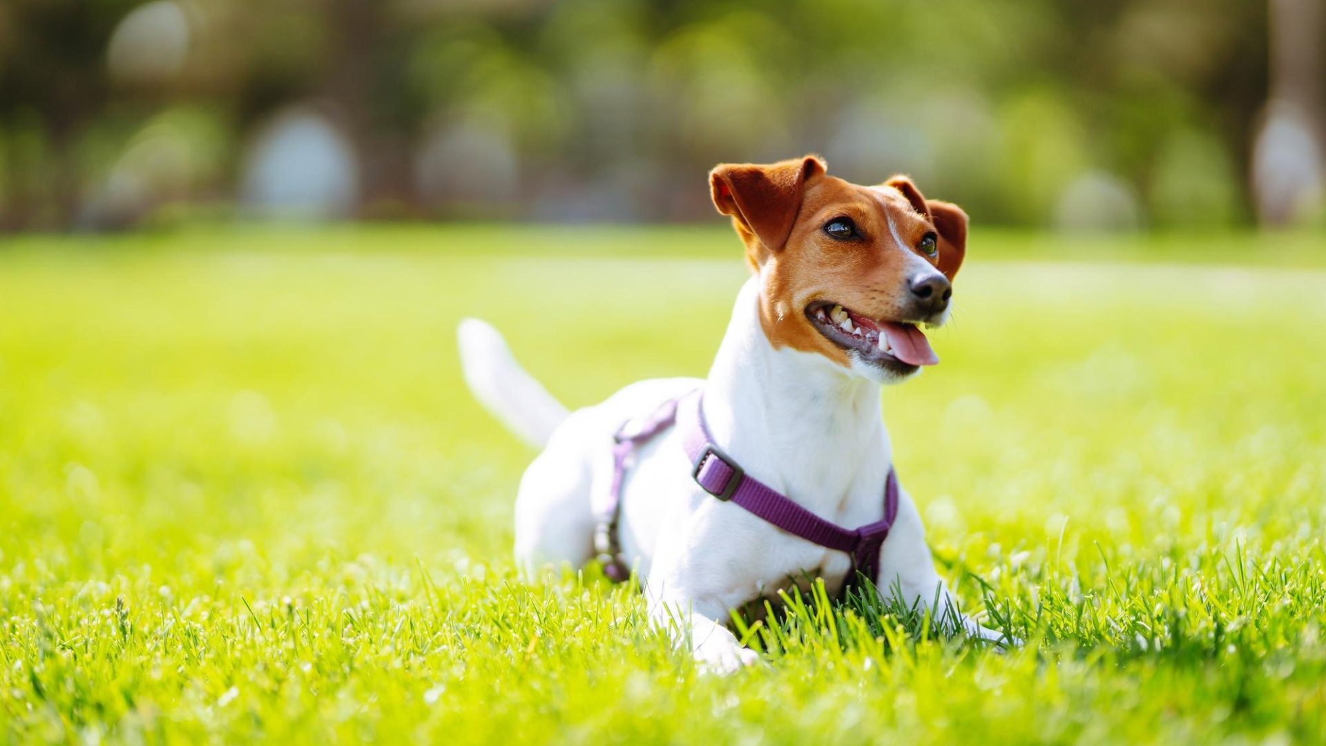 About Courtyard Animal Hospital Vet In Wellington, FL 33414