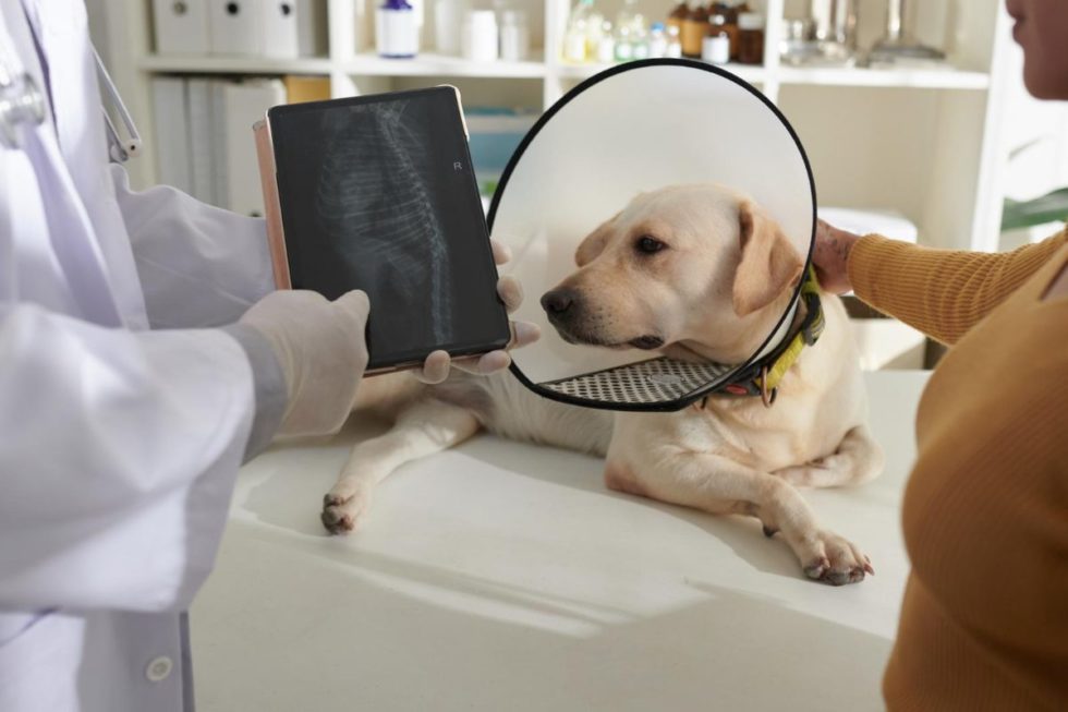 Wellington, FL 33414 Veterinary Services Courtyard Animal Hospital