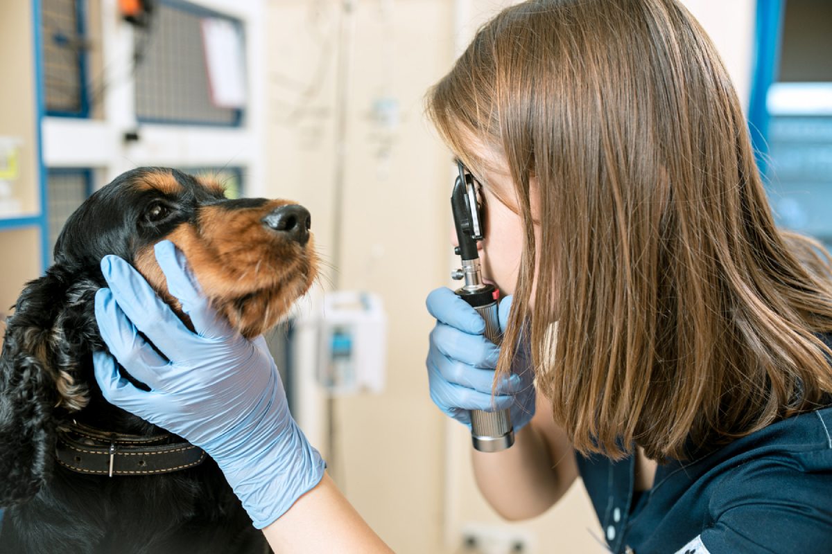 Pet Laboratory & Diagnostics