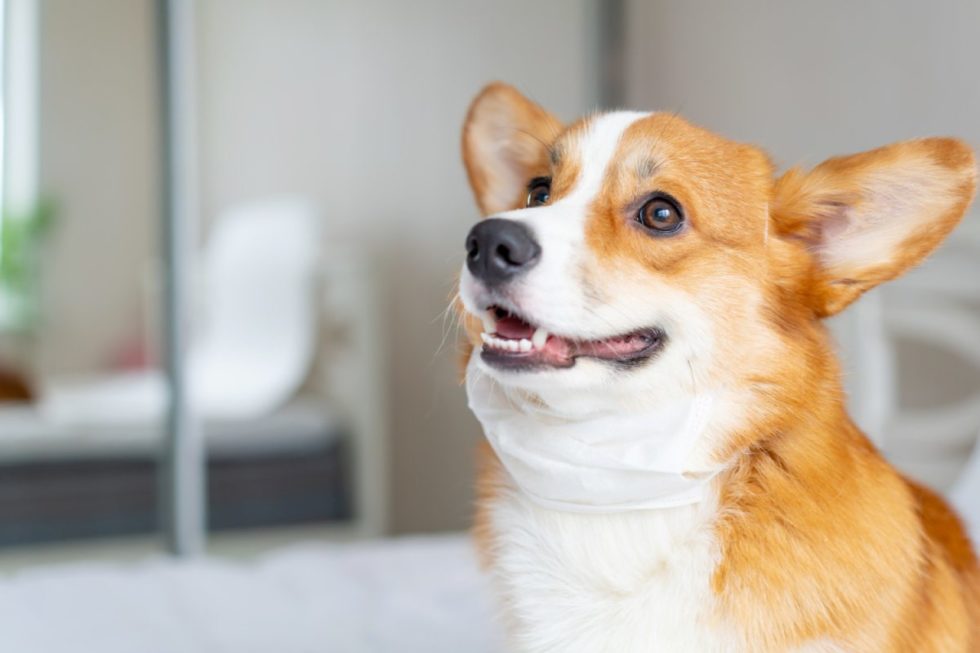 Wellington, FL 33414 Veterinary Services Courtyard Animal Hospital