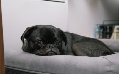 4 Things You Should Know About Canine Influenza